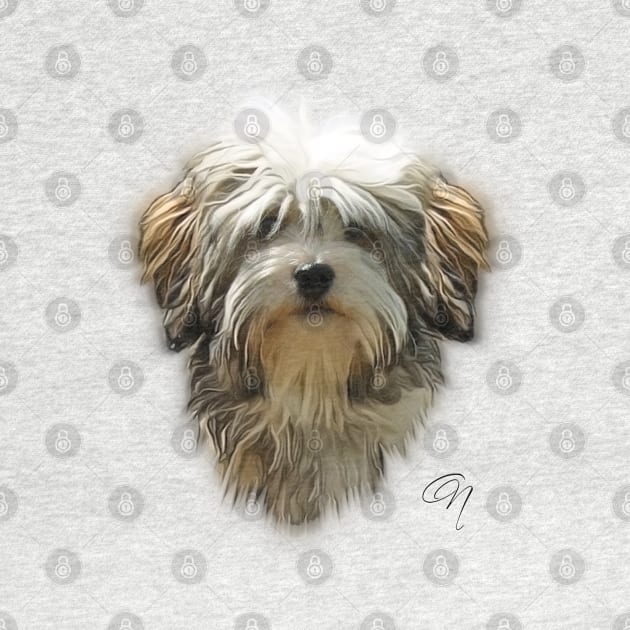 Havanese by GNDesign